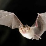 rever-d-une-chauve-souris